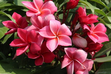 frangipani flower plant on farm © Cavan