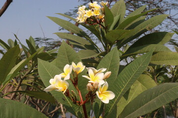 frangipani flower plant on farm © Cavan