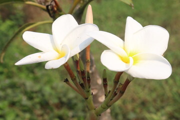 frangipani flower plant on farm © Cavan