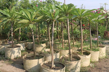 frangipani flower plant on farm © Cavan