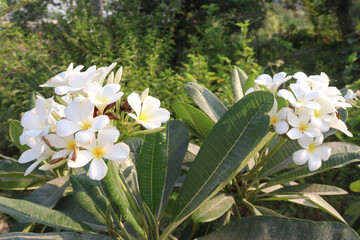 frangipani flower plant on farm © Cavan