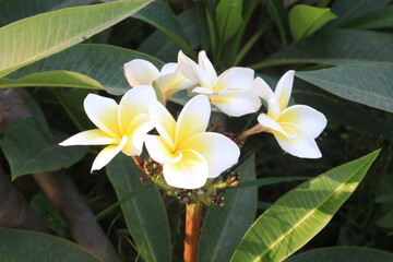 frangipani flower plant on farm © Cavan