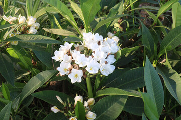 frangipani flower plant on farm © Cavan