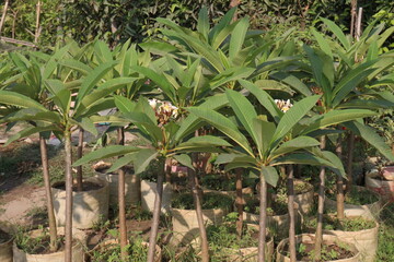 frangipani flower plant on farm © Cavan
