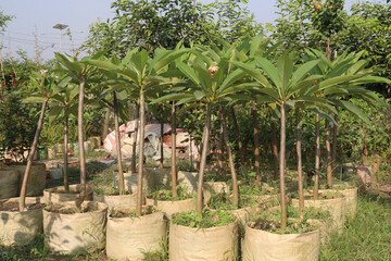 frangipani flower plant on farm © Cavan