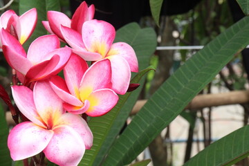 frangipani flower plant on farm © Cavan