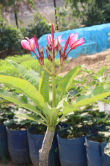 frangipani flower plant on farm © Cavan
