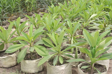 frangipani flower plant on farm © Cavan