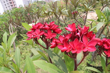 frangipani flower plant on farm © Cavan