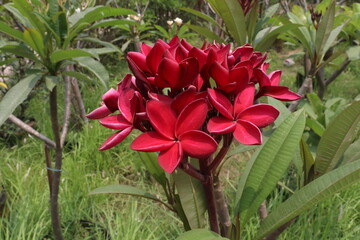 frangipani flower plant on farm © Cavan
