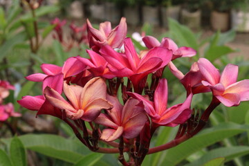 frangipani flower plant on farm © Cavan