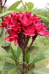 frangipani flower plant on farm © Cavan