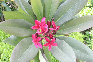 frangipani flower plant on farm © Cavan