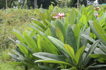 frangipani flower plant on farm © Cavan