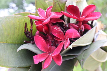 frangipani flower plant on farm © Cavan