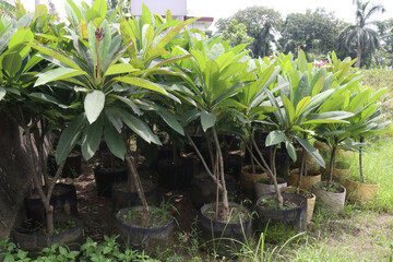 frangipani flower plant on farm © Cavan
