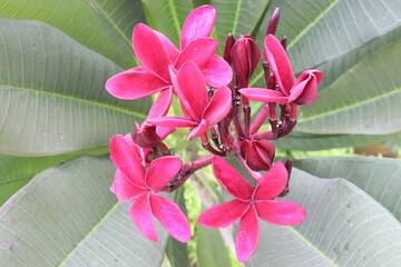 frangipani flower plant on farm © Cavan