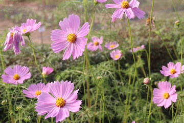 Fototapeta premium pink colored garden cosmos flower