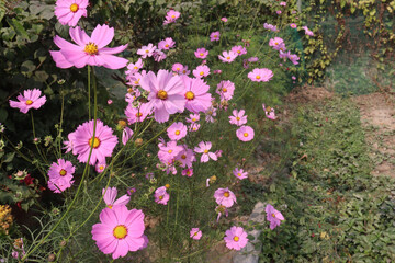 Fototapeta premium pink colored garden cosmos flower