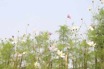 Fototapeta premium white colored cosmos flower plant on farm