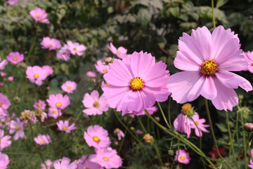 Fototapeta premium pink colored garden cosmos flower