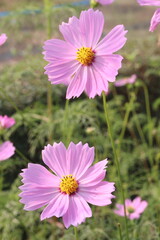 Fototapeta premium pink colored garden cosmos flower