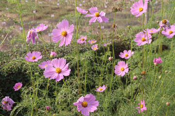 Fototapeta premium pink colored garden cosmos flower