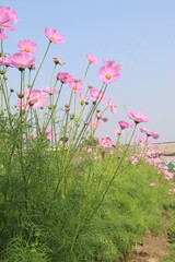 Fototapeta premium pink colored garden cosmos flower