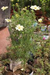 Fototapeta premium white colored cosmos flower plant on farm