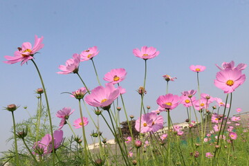 Fototapeta premium pink colored garden cosmos flower