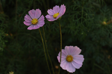 Fototapeta premium pink colored garden cosmos flower