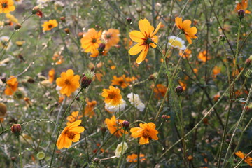 Fototapeta premium orange colored garden cosmos flower