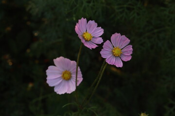 Fototapeta premium pink colored garden cosmos flower