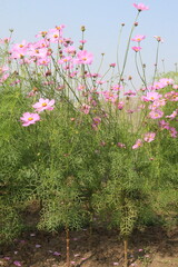 Fototapeta premium pink colored garden cosmos flower
