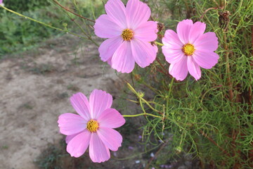 Fototapeta premium pink colored garden cosmos flower