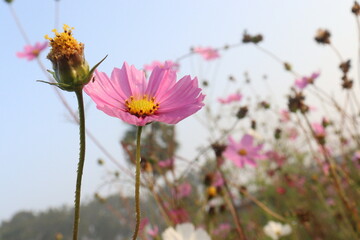 Fototapeta premium pink colored garden cosmos flower