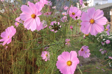 Fototapeta premium pink colored garden cosmos flower