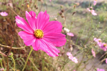 Fototapeta premium cosmos flower plant on bag in farm