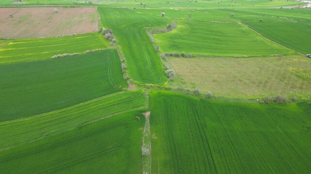 Green_fields_with a drone._Fields turning green in spring.