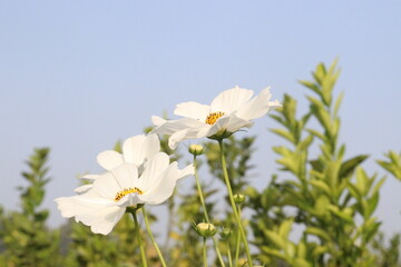 Fototapeta premium white colored garden cosmos flower