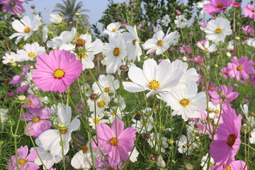Fototapeta premium multiple colored garden cosmos flower