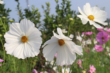 Fototapeta premium white colored garden cosmos flower