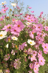 Fototapeta premium multiple colored garden cosmos flower