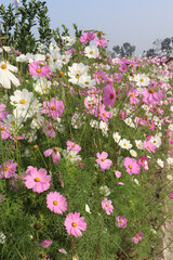 Fototapeta premium multiple colored garden cosmos flower