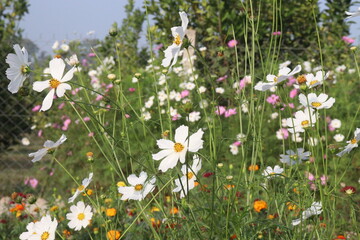 Fototapeta premium white colored garden cosmos flower