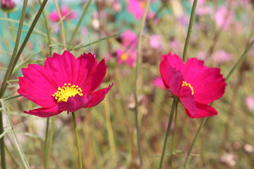 Fototapeta premium pink colored garden cosmos flower