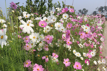 Fototapeta premium multiple colored garden cosmos flower