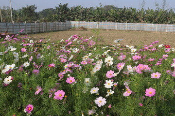 Fototapeta premium multiple colored garden cosmos flower