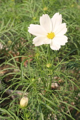 Fototapeta premium cosmos flower plant on bag in farm