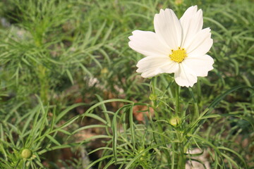 Fototapeta premium cosmos flower plant on bag in farm